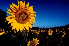 Toscana Sonnenblumen WWW